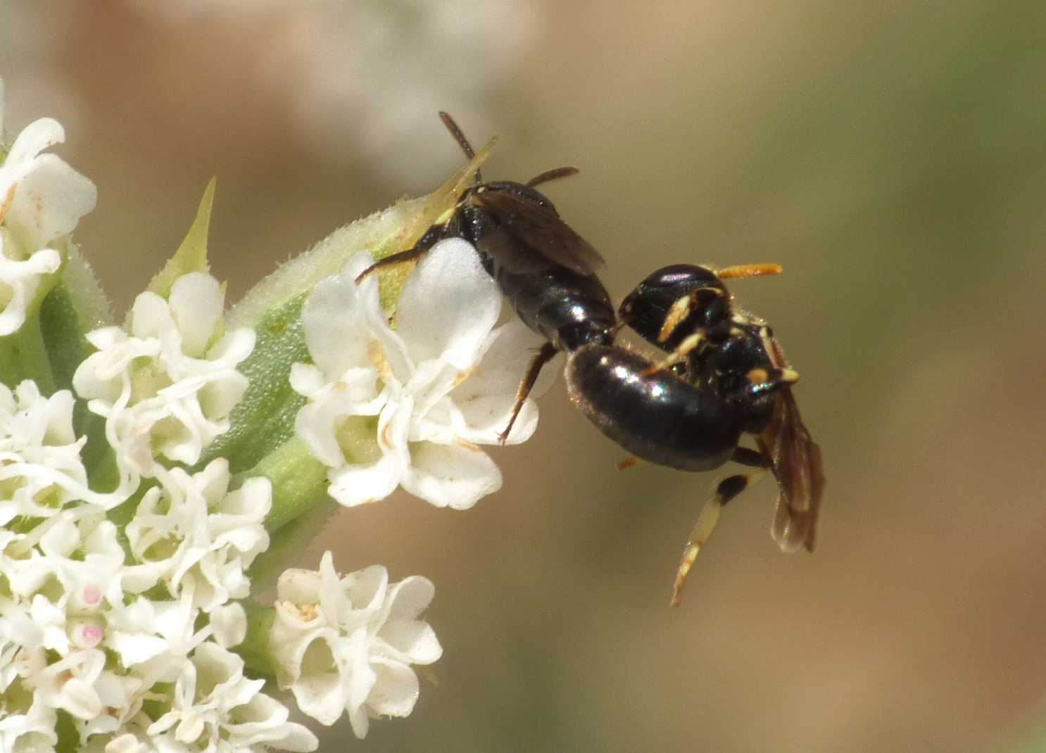 Apine in accoppiamento: Hylaeus cornutus